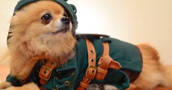HachiCorp's Link Dog Costume